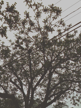 tree and electric pole in the morning, vintage retro color tone.