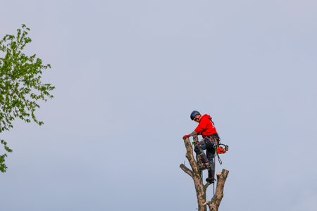 Tree trimmer cutting the branches of a tree with a chainsawのeditorial素材