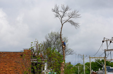 Tree trimmer cutting the branches of a tree with a chainsaw