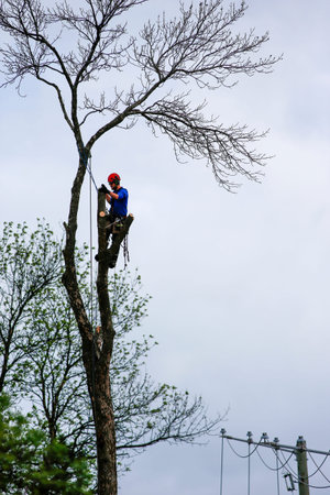 Quebec, Canada - 06-02-2025: Tree trimmer cutting the branches of a tree with a chainsaw. Lumberjack...