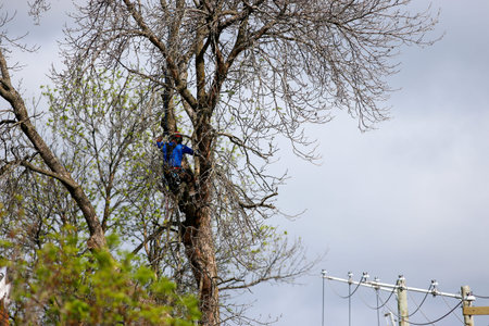 Tree surgeon cutting branches with chainsaw on a cloudy day in spring. Tree trimmer cutting the...