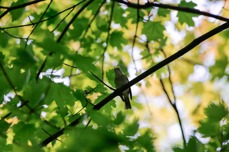 Bird on a branch in the forest with green leaves in the backgroundの写真素材