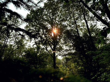Trees in the forest at sunrise, natural background, vintage styleの写真素材