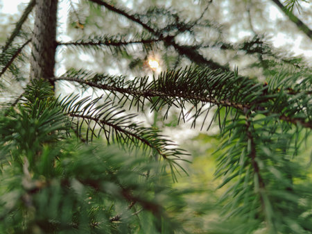 Pine tree branches in the forest. Shallow depth of field.
