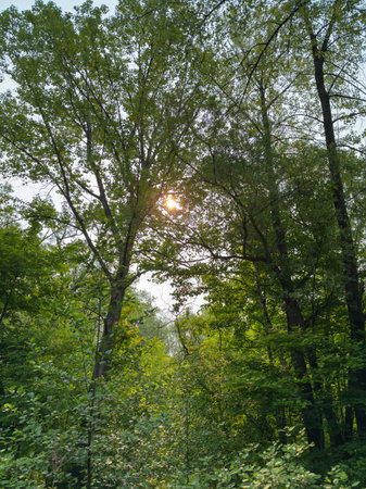 Trees in the forest at sunrise, natural background, vintage style