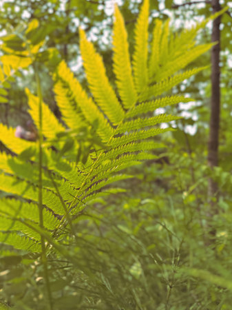 Fern leaf in the forest. Natural green background. Nature.
