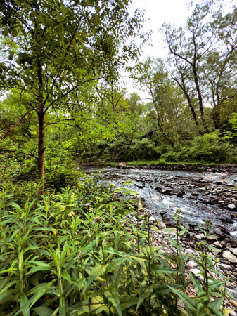 river in the forest with rocks and green foliage.