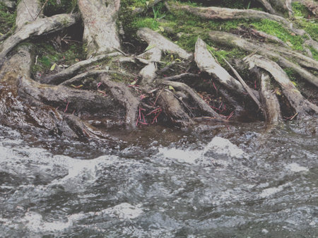 river in the forest with rocks and green foliage.の写真素材
