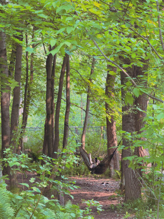 Hammock in a wooded park, in the forest. Summer landscape.の写真素材