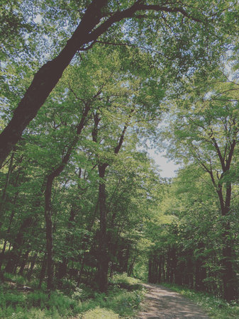 green forest background in sunny day. nature green wood sunlight backgrounds.の写真素材