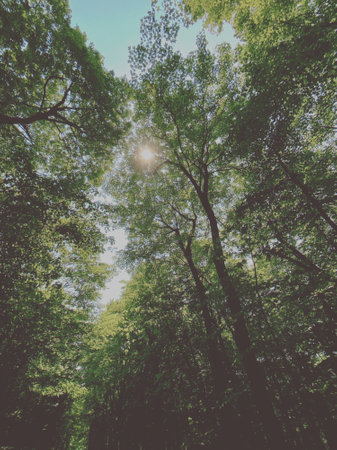 green forest background in sunny day. nature green wood sunlight backgrounds.の写真素材