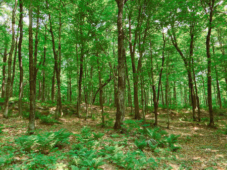 green forest background in sunny day. nature green wood sunlight backgrounds.