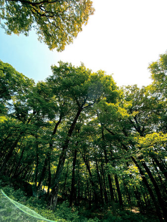green forest background in sunny day. nature green wood sunlight backgrounds.の写真素材