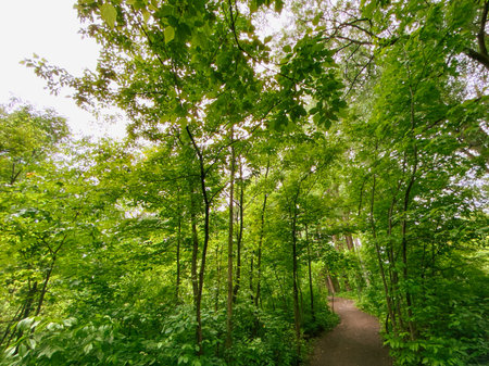 Path in the green forest with trees and grass on the ground.の写真素材