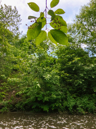 Green leaves on a tree in the forest in spring. Natural background