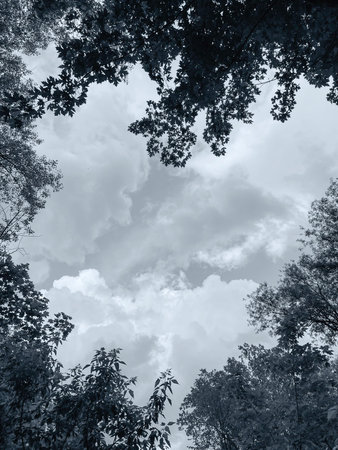 Forest with white cloud and blue sky in monochrome toneの写真素材