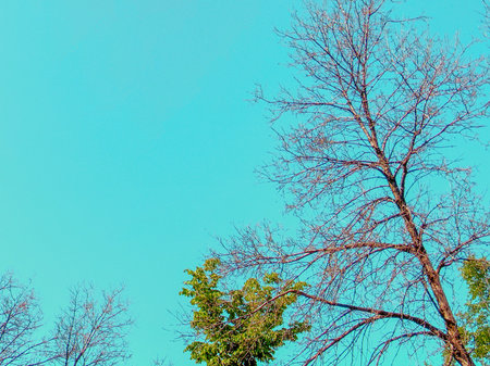 Bare branches of a dead tree against the blue sky on a sunny day