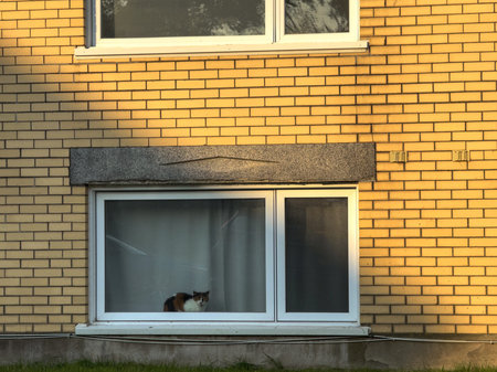 Cat sitting on the window of a yellow brick house. Cat on the window.