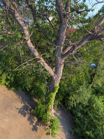 A tree grows on a concrete wall.の写真素材