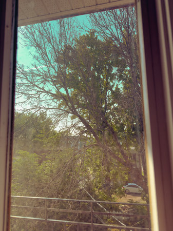 View from the window of a house through the window with a treeの写真素材