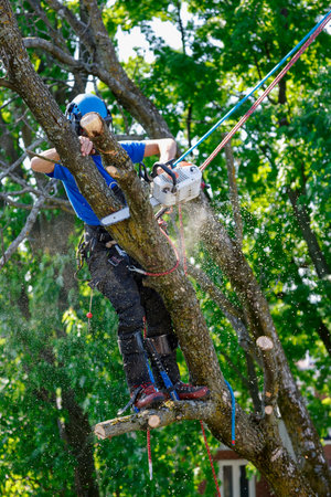 Man with a chainsaw on a tree. Tree pruner at work.