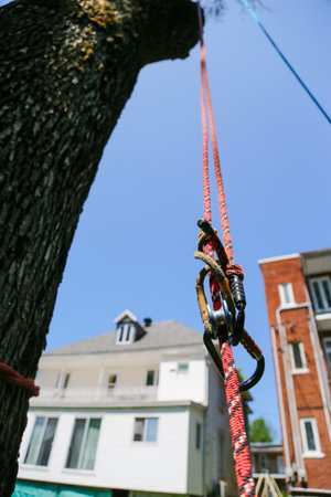 Rope climbing equipment in the tree, close-up of a carabiner.の写真素材