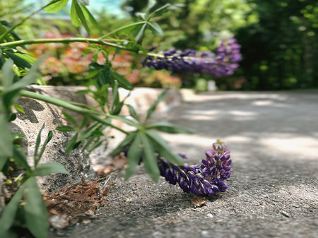 Lupine flowers growing on road in park, closeup viewの写真素材