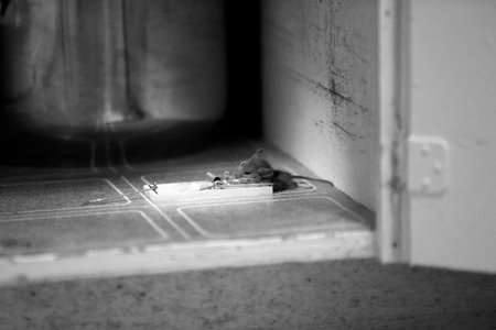 Mousetrap on a wooden floor, close-up. Mouse in a mousetrap on the floor in an apartment.の写真素材