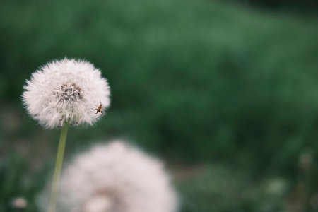 Beautiful white dandelion against a background of green grass. A small spider we have a dandelion.の写真素材