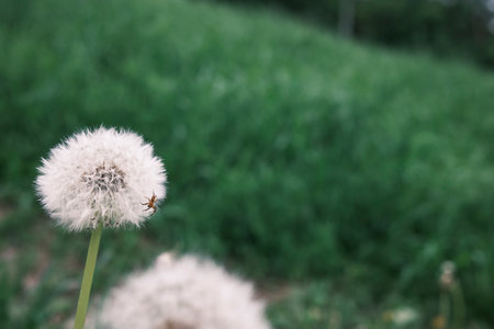 Beautiful white dandelion against a background of green grass. A small spider we have a dandelion.の写真素材