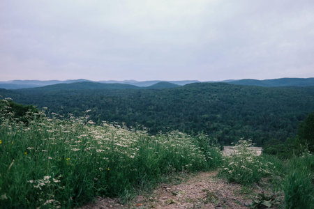 Mountain landscape with meadow and wildflowers in the foreground