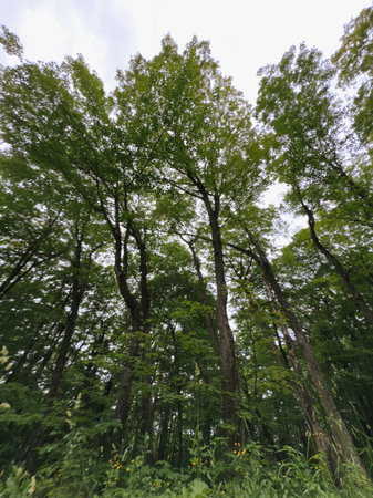 green forest background in sunny day.の写真素材