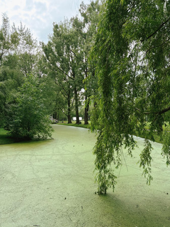 Landscape of swamp in the forest with reflection in the water.の写真素材