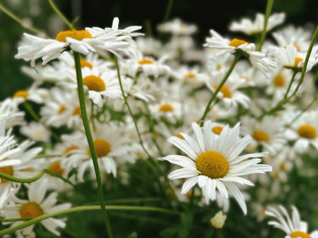 White daisies in the garden. Close up. Selective focus. White daisies on a background of green grass and yellow flowers.の写真素材