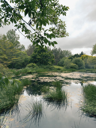 Landscape of swamp in the forest with reflection in the water.の写真素材