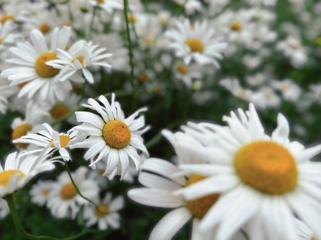 White daisies in the garden. Close up. Selective focus. White daisies on a background of green grass and yellow flowers.の写真素材