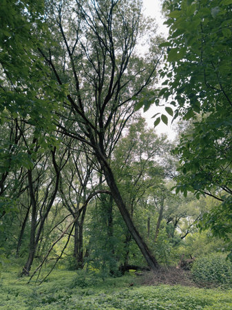 Trees in the forest on a background of green foliage. Nature.
