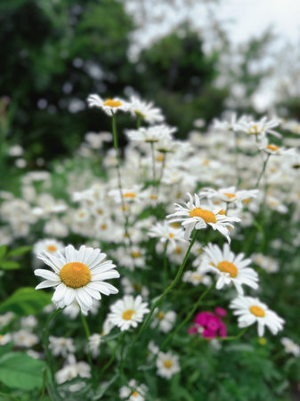 White daisies in the garden. Close up. Selective focus. White daisies on a background of green grass and yellow flowers.の写真素材