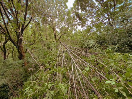 Fallen tree in the forest after a violent storm in the summerの写真素材