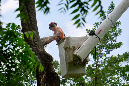 Tree surgeon using a chainsaw to cut down a tree in the garden