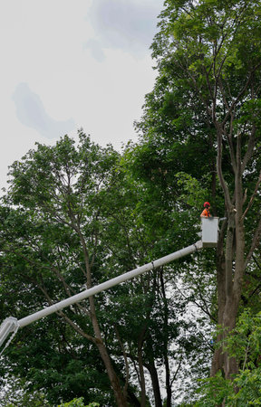 Tree surgeon using a chainsaw to cut down a tree in the garden