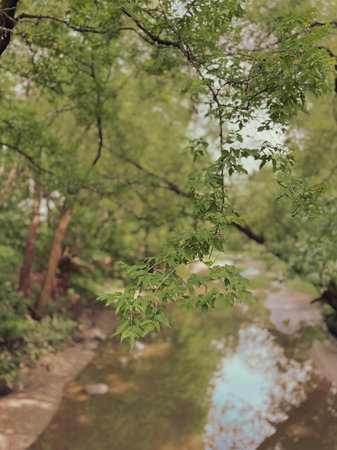 River in the summer. Water surface with reflection of trees and grass. Landscape of swamp in the forest with reflection in the water.の写真素材