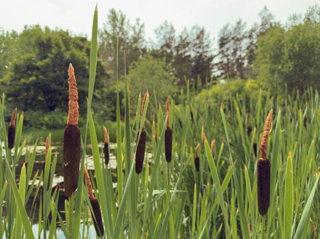 Cattails on the shore of a lake in the summer.の写真素材