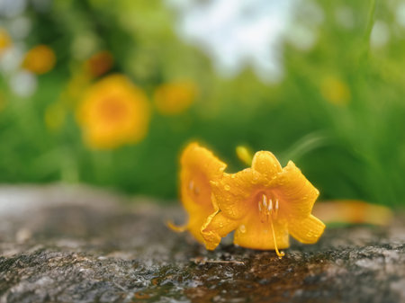 Beautiful yellow flowers in the garden. Shallow depth of field.