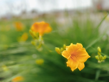 Beautiful yellow flowers in the garden. Shallow depth of field.