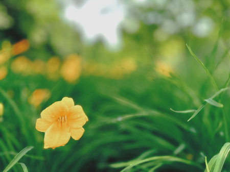 Beautiful yellow flowers in the garden. Shallow depth of field.の写真素材