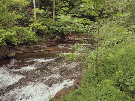 A small river flows through the forest in the summer. Landscape.