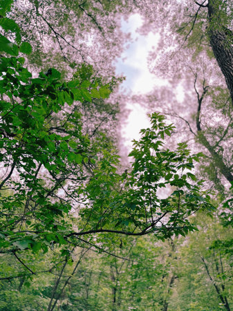 forest trees view from below into the sky. nature green wood sunlight backgrounds