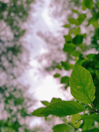 forest trees view from below into the sky. nature green wood sunlight backgrounds