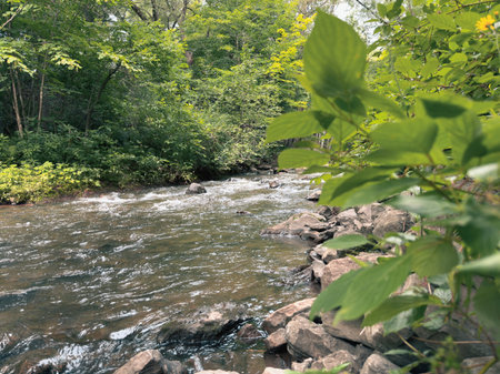 River in the forest. Summer landscape with a river and trees.